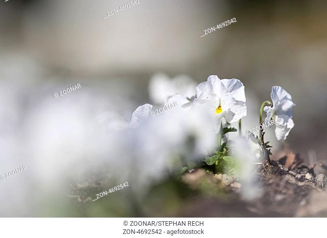 Garten-Stiefmütterchen (Viola wittrockiana), Garden pansy (Viola wittrockiana), Hesse, Fuldabrueck, Germany