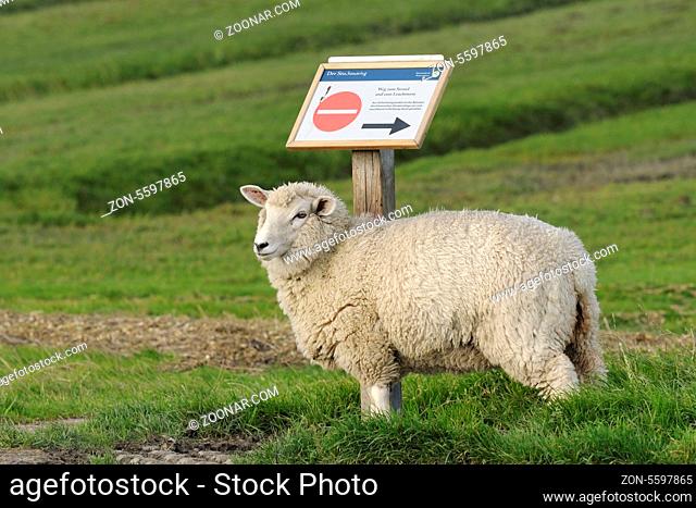 Schaf und Hinweisschild, Schleswig-Holstein, Sheep and Sign, Germany