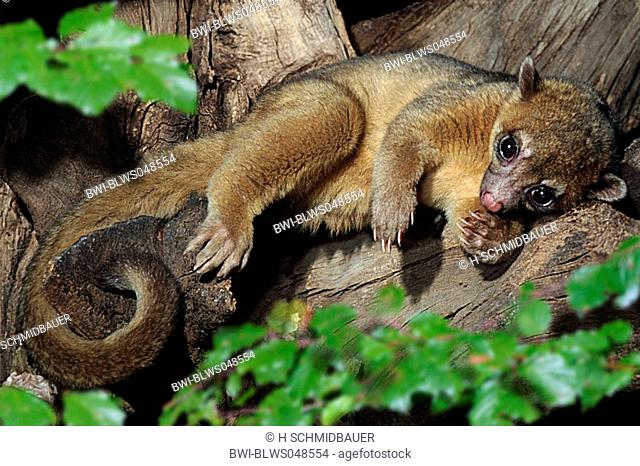 kinkajou, honey bear Potos flavus, lying in the wood