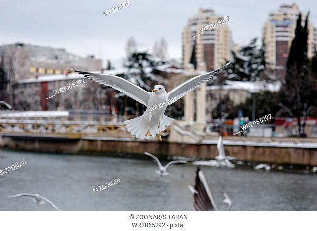 flying seagulls at city background