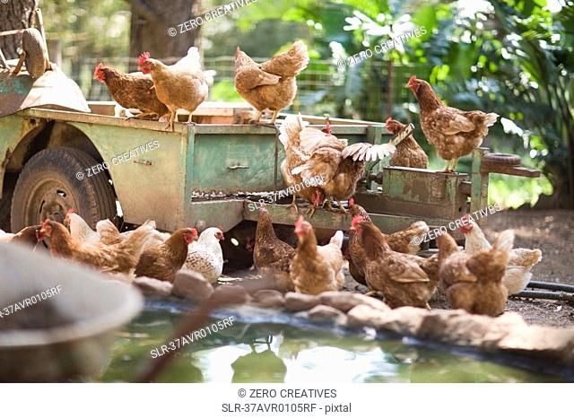Chickens on truck in barnyard