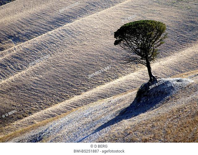 single tree in hilly landscape, Italy, Italy, Tuscany, Castellina In Chianti