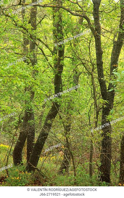 Oak (Quercus faginea) forest in Pina de Montalgrao. Alto Palancia region. Castellón