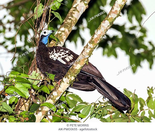 Critically Endangered Trinidad piping guan (Pipile pipile), locally known as the pawi, on the island Trinidad in the Caribbean