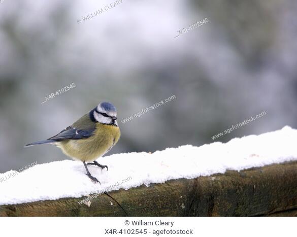 Bluetit, Cyanistes caeruleus, in winter. In the winter, Bluetits (Cyanistes caeruleus) usually flock together in groups and form mixed-species flocks