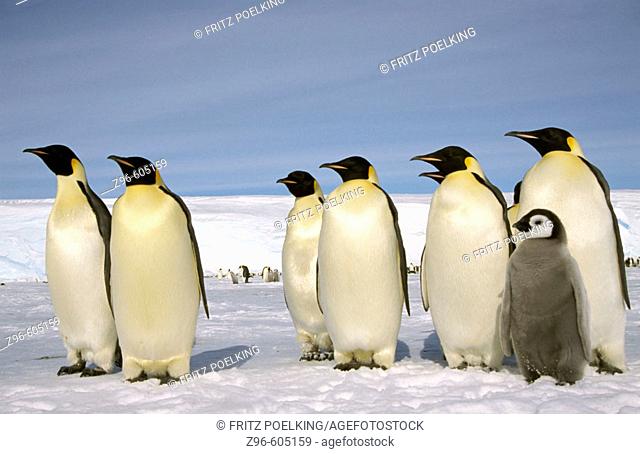 Emperor penguin (Aptenodytes forsteri). Dawson-Lambton glacier, Antarctica, December