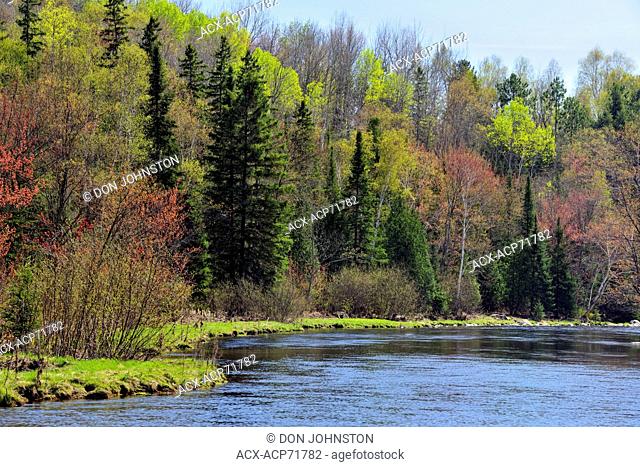 Spring foliage along the banks of Junction Creek, Greater Sudbury (Naughton), Ontario, Canada