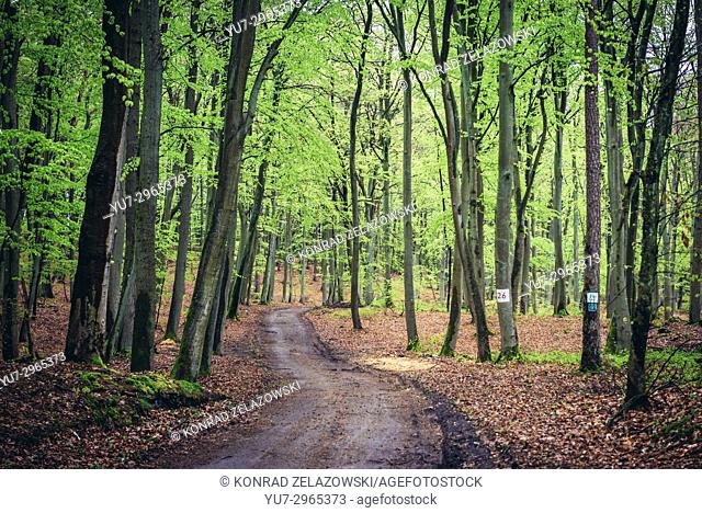 Forest road on Wolin Island, West Pomeranian Voivodeship of Poland