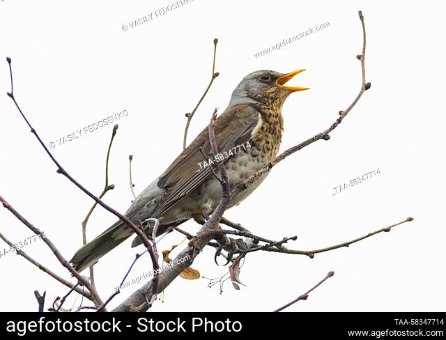 RUSSIA, MOSCOW - APRIL 11, 2023: A fieldfare is seen in Moscow's Victory Park. Vasily Fedosenko/TASS