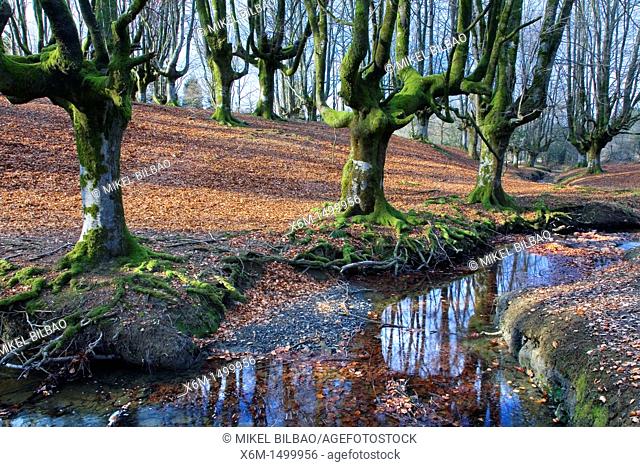 Otzarreta beechwood forest  Gorbea Natural Park  Alava, Basque Country, Spain