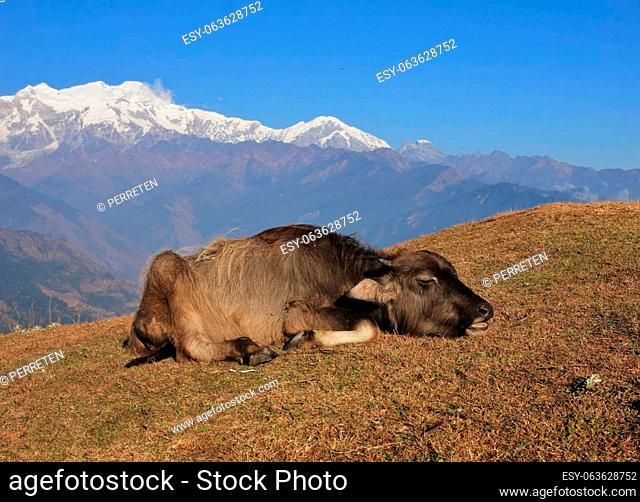 Water buffalo baby sleeping on a hill top in Ghale Gaun