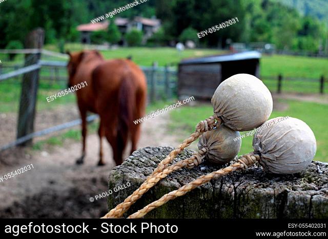 Bolas with horse in the background of the farm