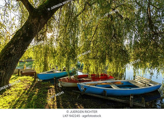 rowing boats on the banks beneath a willow tree, Seehausen am Staffelsee, near Murnau, Blue Land, district Garmisch-Partenkirchen, Bavarian alpine foreland