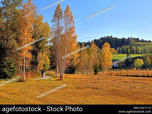 Autumn landscape with hiking trail at the Soiener See, Bad Bayersoien, Alpine foothills, Upper Bavaria, Bavaria, Germany