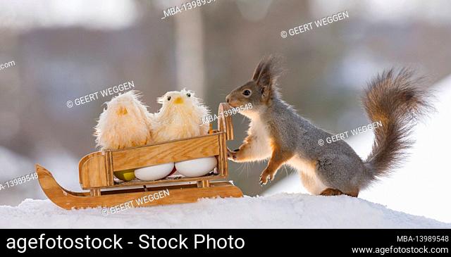 red squirrel with a sledge with a egg and chick