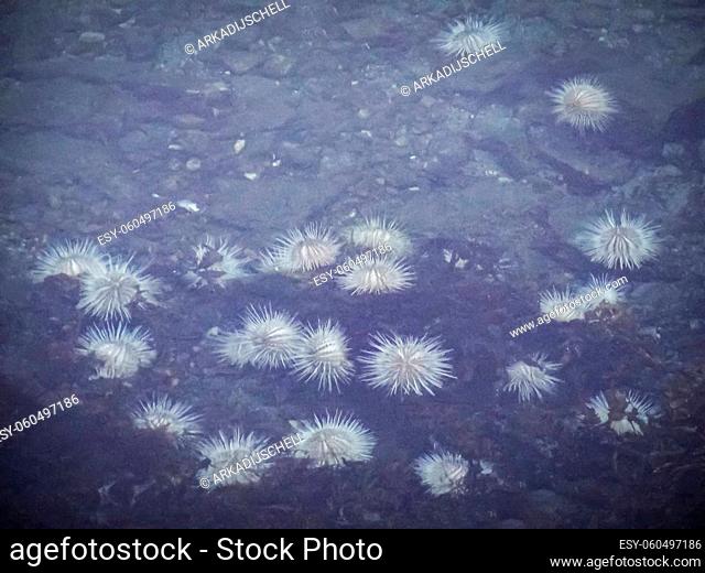 White sea urchin among deep cold water in lake fjord, Framfjorden, Norway