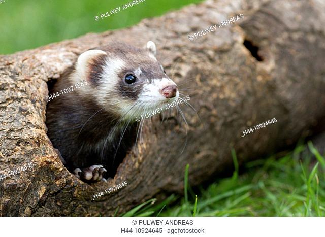 Ferret, Mustela putorius furo, domesticated, hunt, hunting animal, sweet,  cute, rabbit hunt, Stock Photo, Picture And Rights Managed Image. Pic.  H44-10924645 | agefotostock