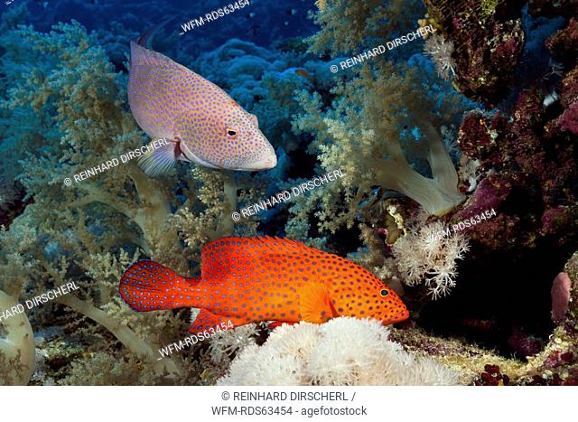 Coral Grouper and Lyretail Grouper, Cephalopholis miniata, Elphinstone, Red Sea, Egypt