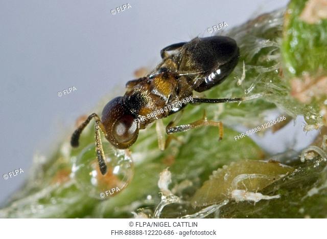 Parasitoid wasp, Encyrtus infelix, commercial biological control parasitoid with scale insect host pests in protected crops drinking honeydew