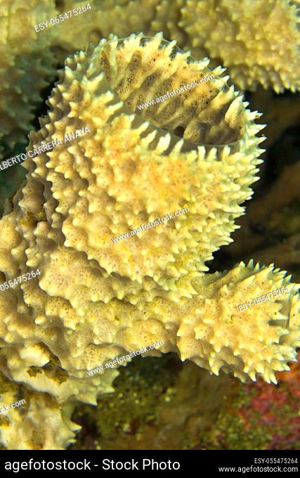 Tube Sponge , Lembeh, North Sulawesi, Indonesia, Asia