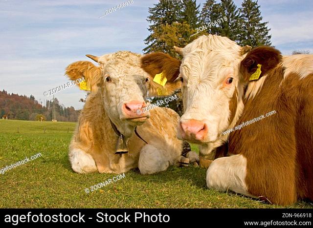 Die zwei kleine Rinder geniessen die letzten Strahlen der warmen Herbstsonne