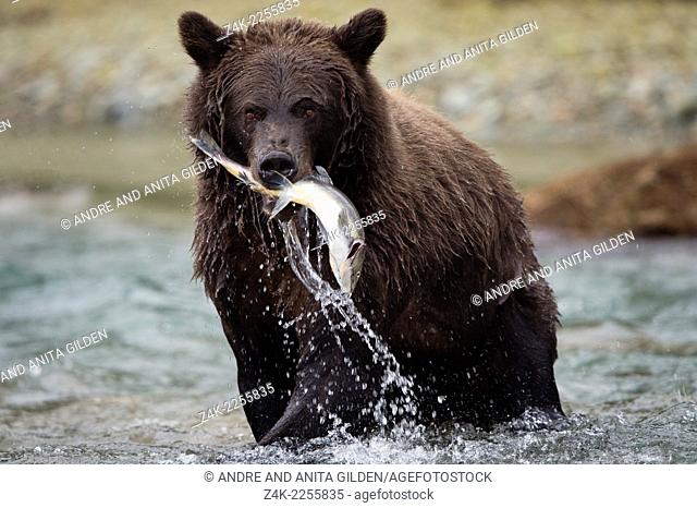 Grizzly Bear (Ursus arctos horribilis) fishing salmon at Katmai national park, USA