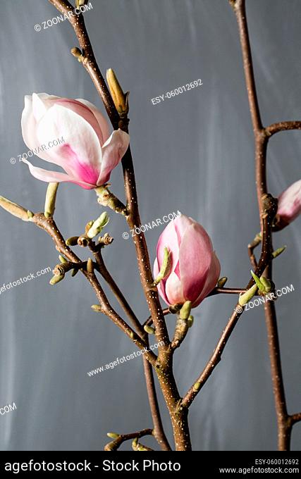 flowers magnolia in glass vase Magnolia stellata . Still life