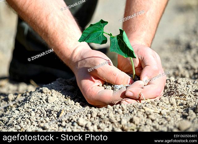 Man hands, holding seed tree for planting into soil. High quality photo