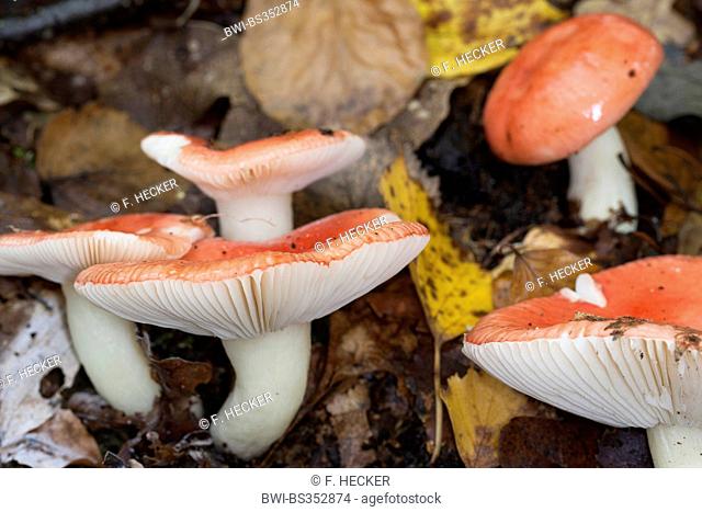 sickener (Russula spec.), five fruiting bodies on forest floor, Germany