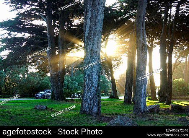 California Road trip light beams in golden gate park