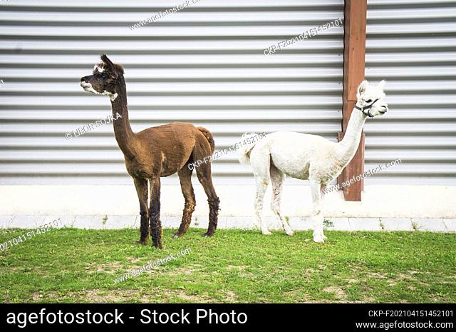 cropped Alpaca, Lama guanicoe pacos, June 14, 2020. (CTK Photo/Libor Sojka)