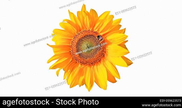 Ripe sunflower with yellow petals and dark middle
