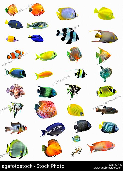 group of fishes on a white background