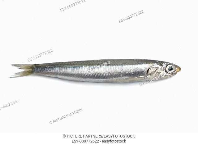 Whole single fresh raw European anchovy isolated on white background