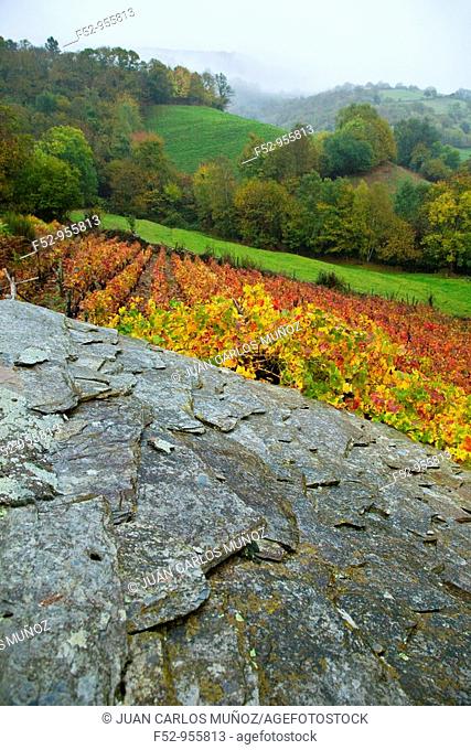 Vineyards in autumn. Cangas del Narcea. Comarca Fuentes del Narcea. Asturias. Spain