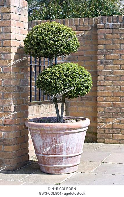 TOPIARY SHRUB IN CONTAINER AT RHS HARLOW CARR GARDEN