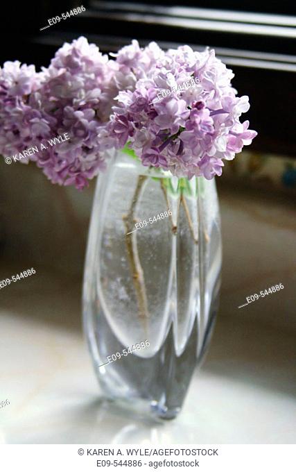 Lilacs in a glass vase on a kitchen counter, sunlit, stems and water drops on stems showing