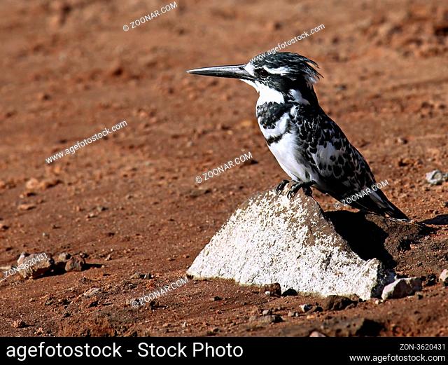 Graufischer, Eisvogel, am Ufer des Chobe, Botswana; Ceryle rudis; pied kingfisher, Botsuana