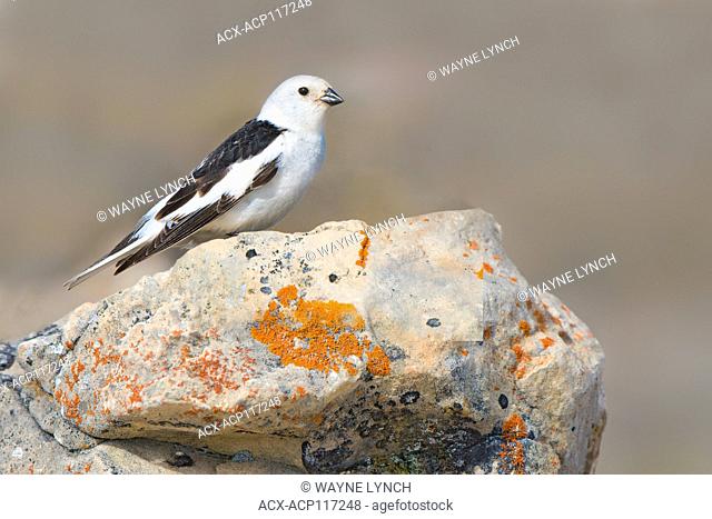 Adult male snow bunting (Plectrophenax nivalis) delivering food to its nestlings, Victoria Island, Nunavut, Arctic Canada