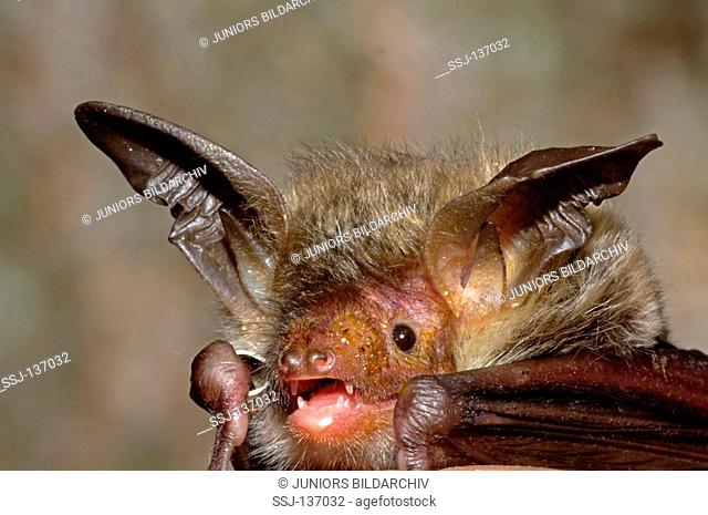 Bechstein's bat / Myotis bechsteinii