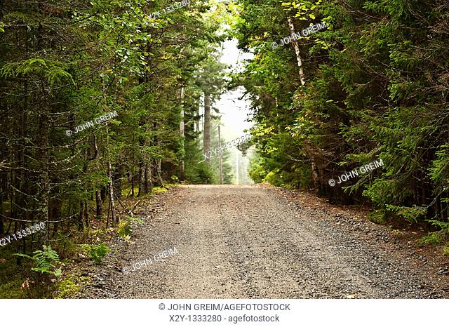 Unpaved road through evergreen forest, Maine, USA