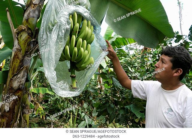 Technician examining bananas at a farm in Comunidad Las Palmeras, ECOTOPS projects in Alto Beni, Bolivia