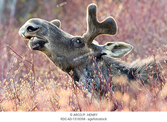 American moose, Male with growing antlers feeding in a meadow, Alces americanus, Forillon national park, Quebec, Canada