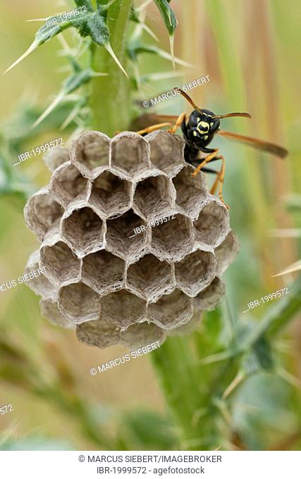 Field wasps (Polistinae) at the nest, Guxhagen, North Hesse, Hesse, Germany, Europe