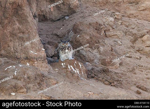 Asia, Mongolia, Eastern Mongolia, Steppe, Great horned owl (Bubo bubo), Adult on a clay cliff
