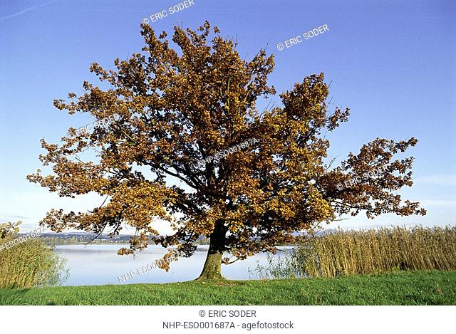 SESSILE OAK Quercus petraea Seasonal sequence: Autumn  Canton of Zurich, Switzerland
