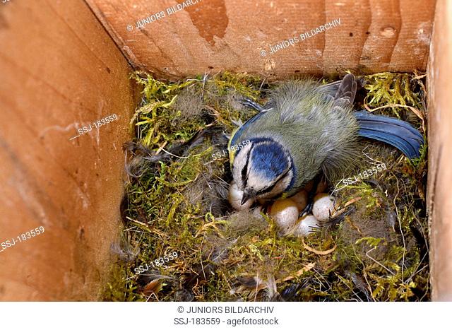 Blue Tit (Parus caeruleus) in a nesting box, turning the eggs. Germany