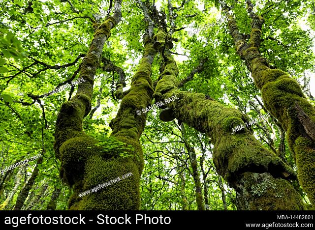 gnarled, thickly moss-covered trunks of two copper beech trees, cripple beech forest near La Schlucht, Vosges, France, Grand Est region