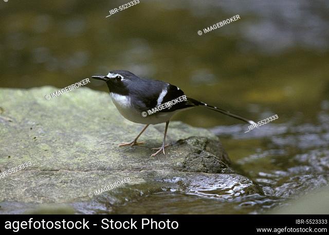 Scissor-tail, Songbirds, Animals, Birds, Slaty-backed Forktail (Enicurus schistaceus) On rock, Chebaling, Guangdong, PRC