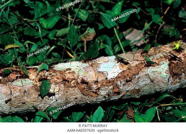 Leafcutter Ants (Atta sp.), Soberania NP, Panama
